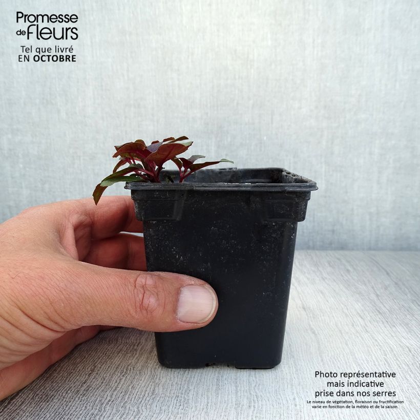 Fuchsia triphylla Fulgens 7/8 cm pot sample as delivered in autumn