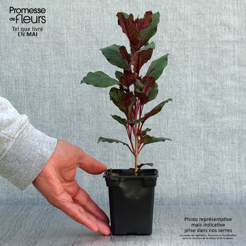 Fuchsia triphylla Fulgens 7/8 cm pot sample as delivered in spring