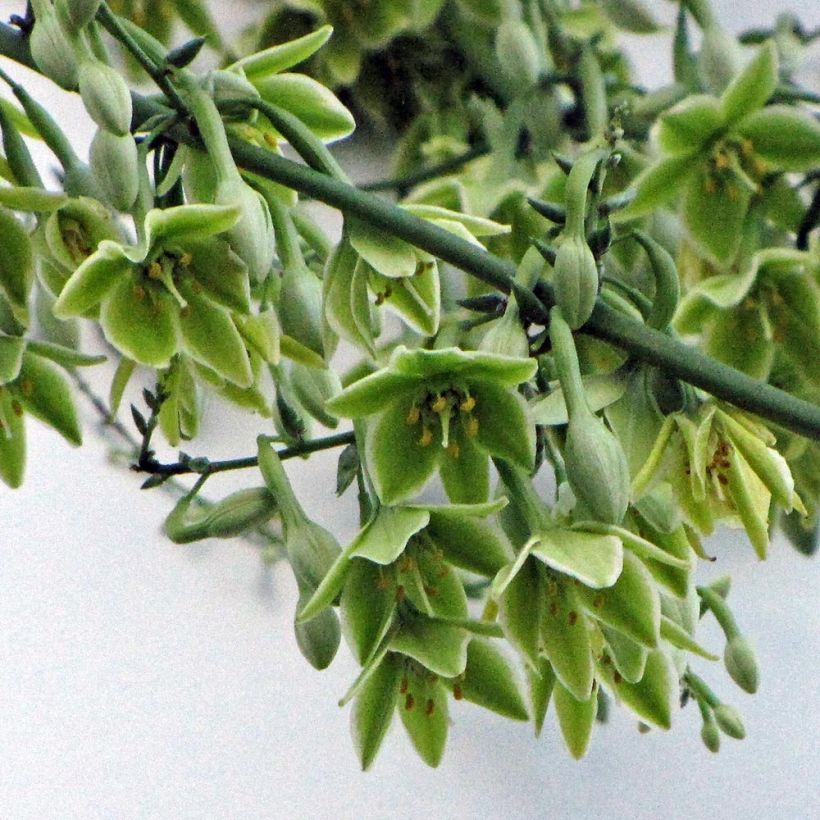 Furcraea bedinghausii (Flowering)