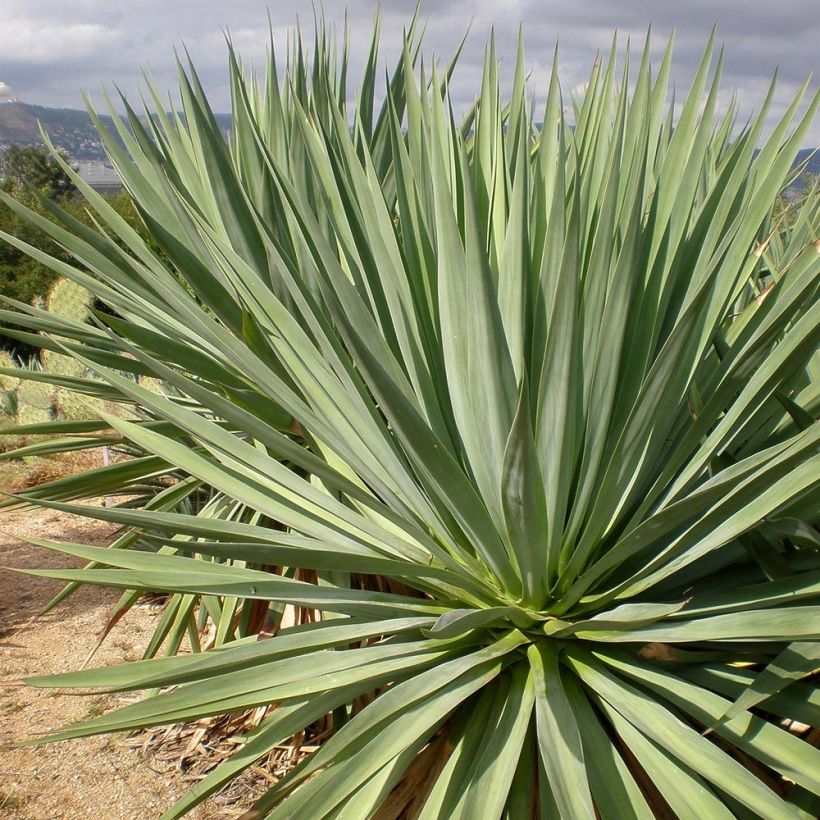 Furcraea bedinghausii (Plant habit)