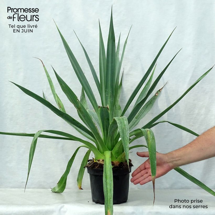 Furcraea longaeva 4L/5L pot sample as delivered in summer