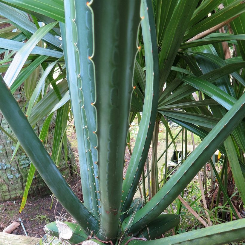 Furcraea macdougallii (Foliage)