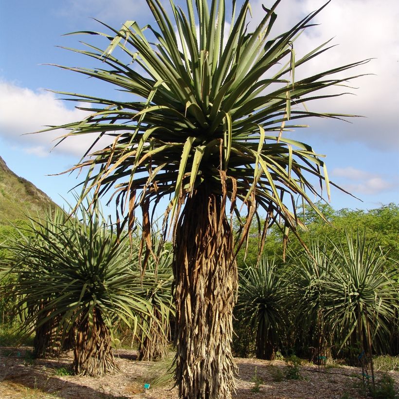 Furcraea macdougallii (Plant habit)