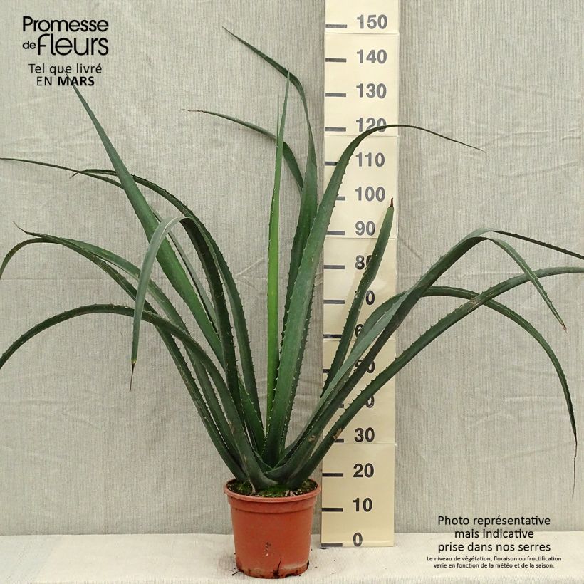 Furcraea macdougallii 7.5L/10L pot sample as delivered in summer