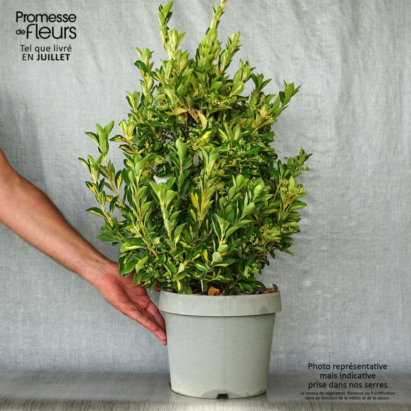 Euonymus japonicus Duc d'Anjou 3L/4L pot sample as delivered in summer
