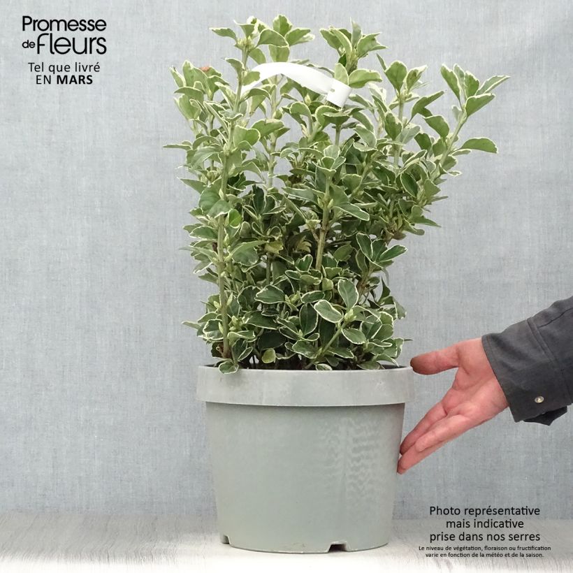 Euonymus japonicus Silver King - Japanese Spindle sample as delivered in spring