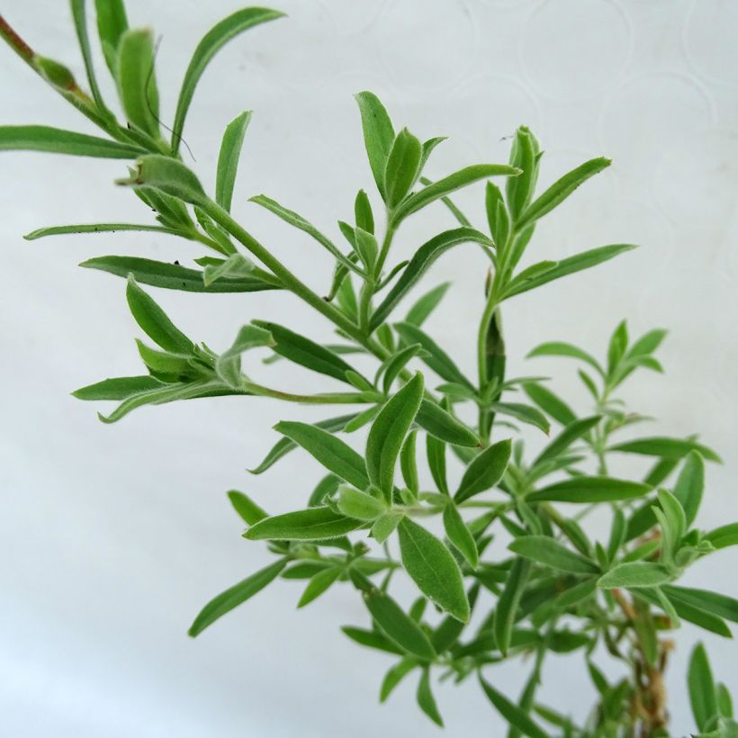 Zauschneria californica (Foliage)