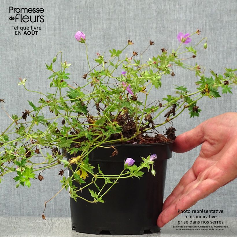 Geranium sanguineum Blushing Turtle 2L/3L pot sample as delivered in summer