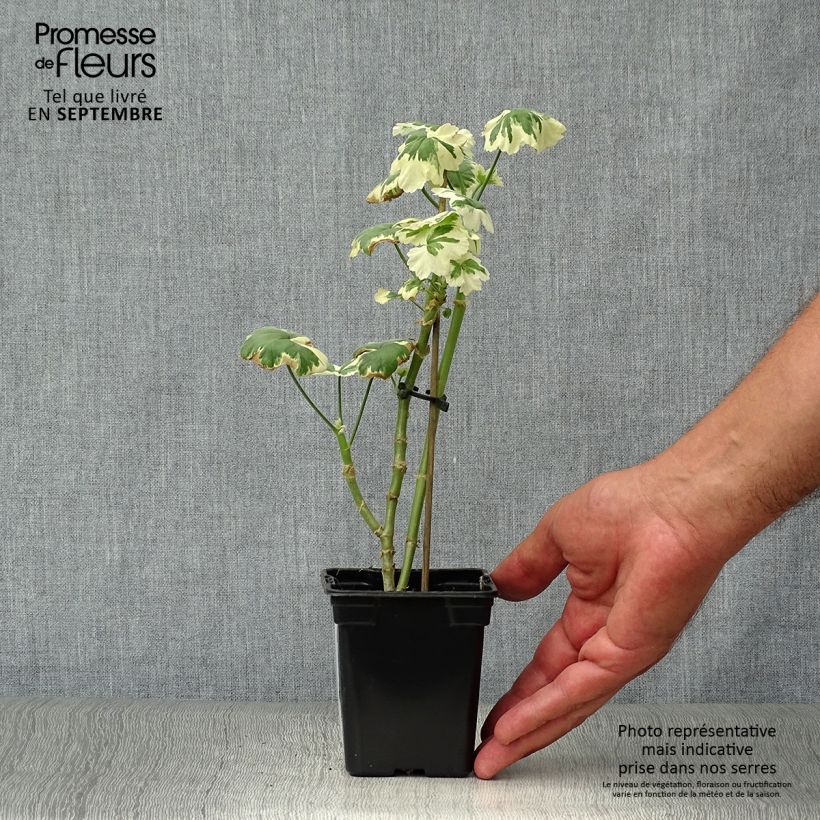 Pelargonium Frank Headley sample as delivered in autumn