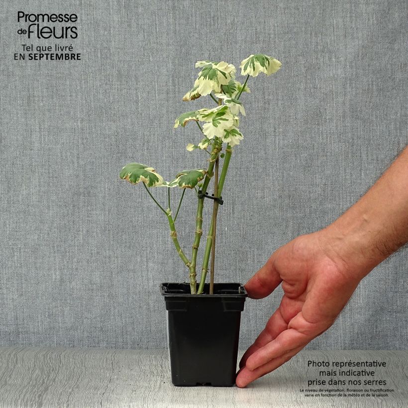 Pelargonium Frank Headley 7/8 cm pot sample as delivered in autumn