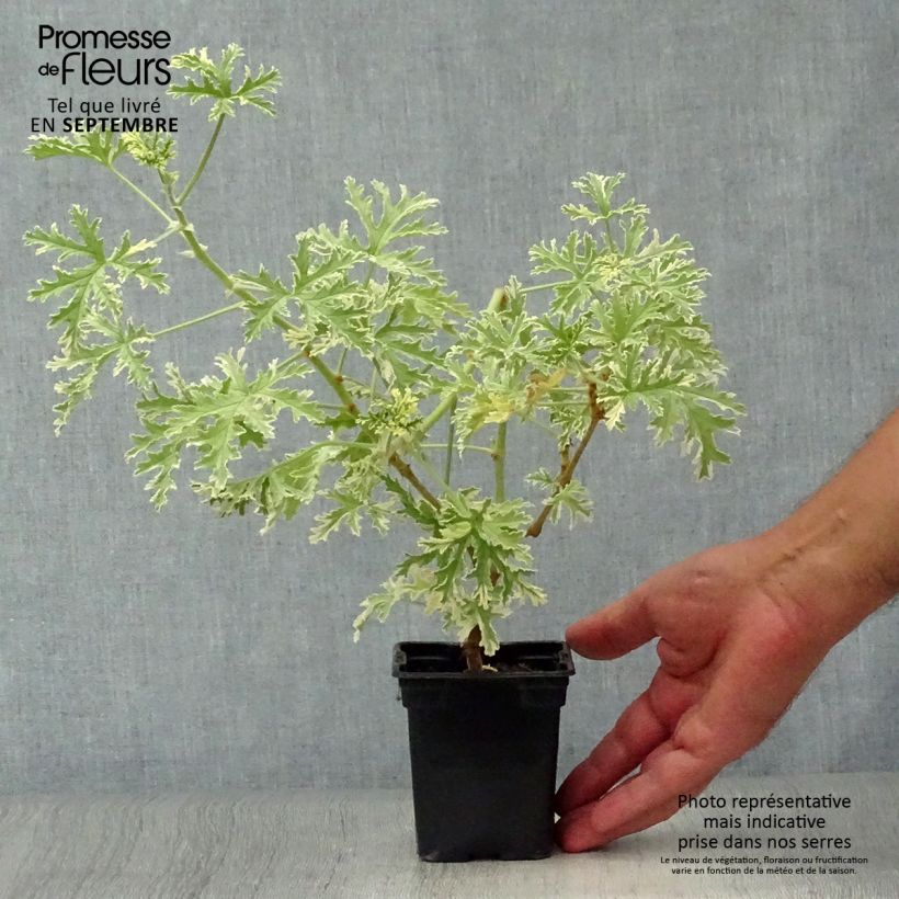 Pelargonium graveolens Grey Lady Plymouth 7/8 cm pot sample as delivered in autumn