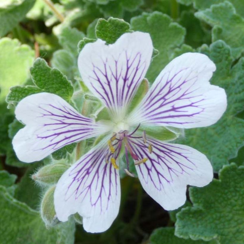 Geranium renardii (Flowering)