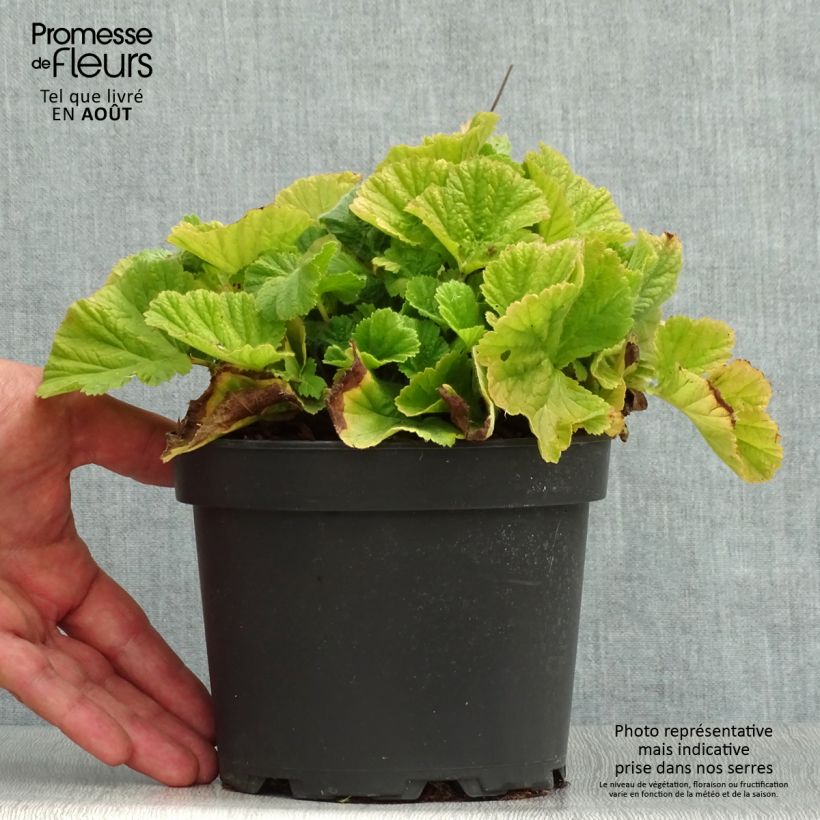Geum coccineum Borisii 2L/3L pot sample as delivered in summer