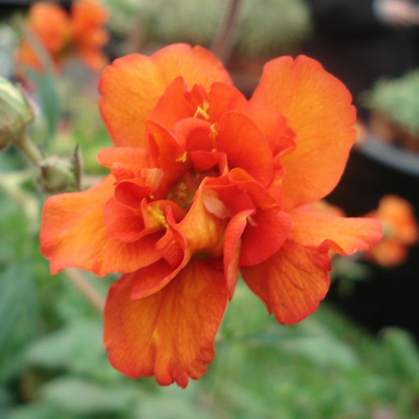 Geum Prinses Juliana (Flowering)