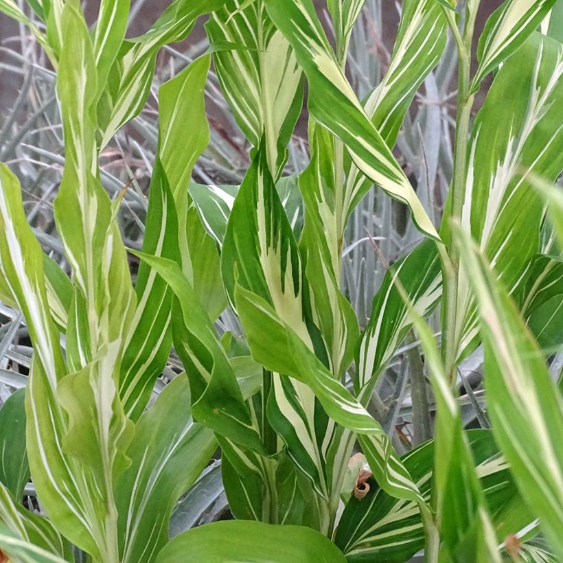 Zingiber mioga Dancing Crane (Foliage)