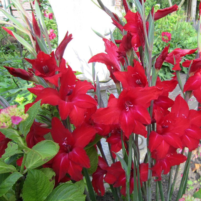 Gladiolus Red Drizzle - Sword Lily (Flowering)