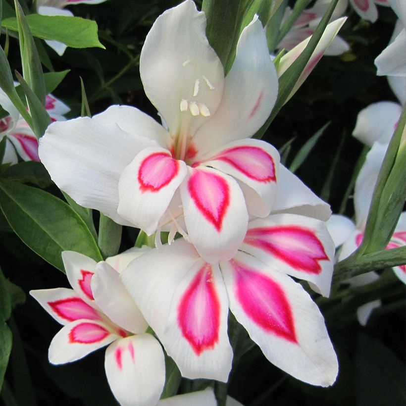 Gladiolus Prins Claus - Sword Lily (Flowering)