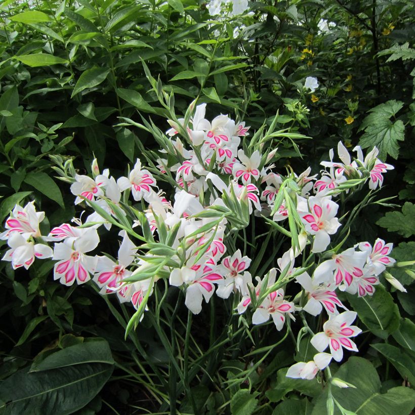 Gladiolus Prins Claus - Sword Lily (Plant habit)