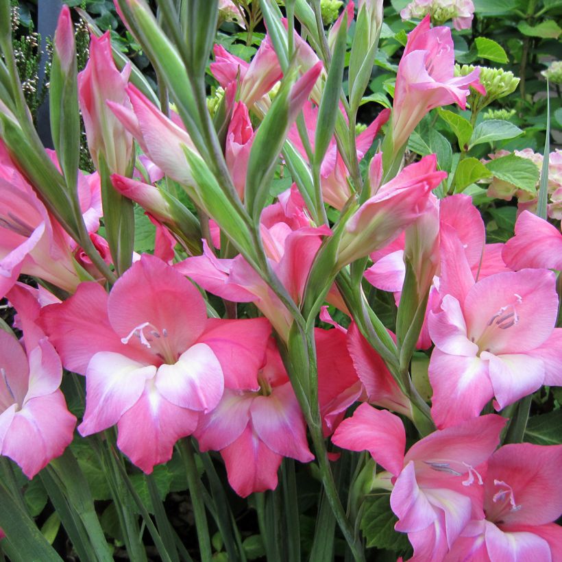 Gladiolus Charming Beauty - Sword Lily (Flowering)
