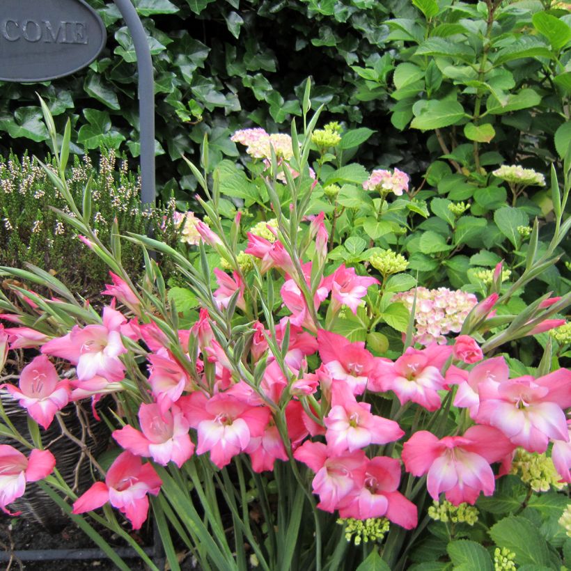 Gladiolus Charming Beauty - Sword Lily (Plant habit)