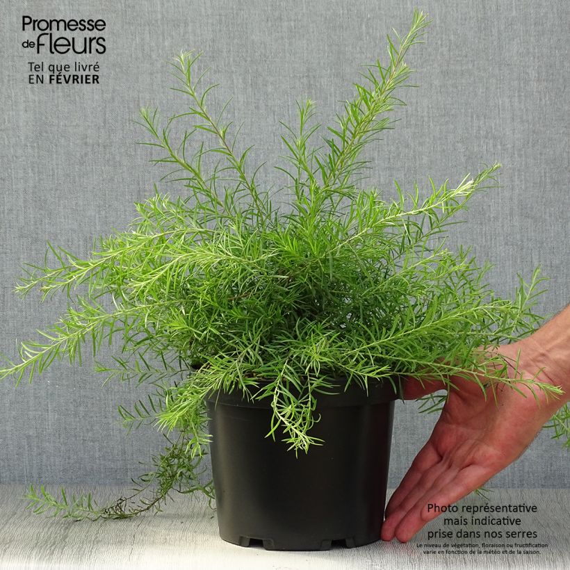 Grevillea rosmarinifolia 2L/3L pot sample as delivered in autumn