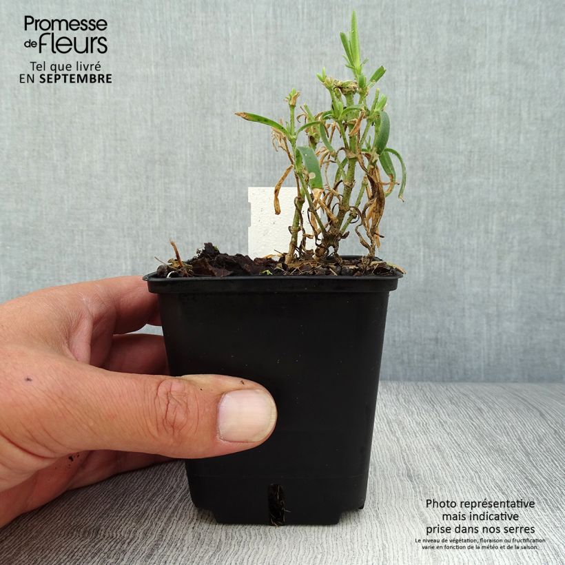 Gypsophila paniculata Snowflake 8/9 cm pot sample as delivered in autumn