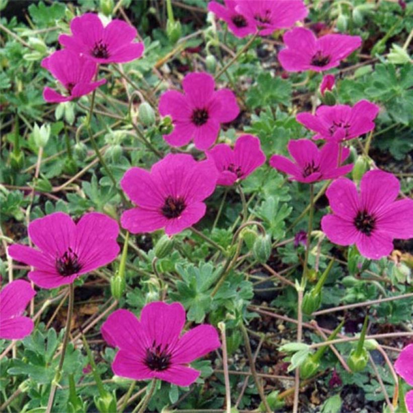 Geranium cinereum v. subcaulescens Giuseppii (Flowering)