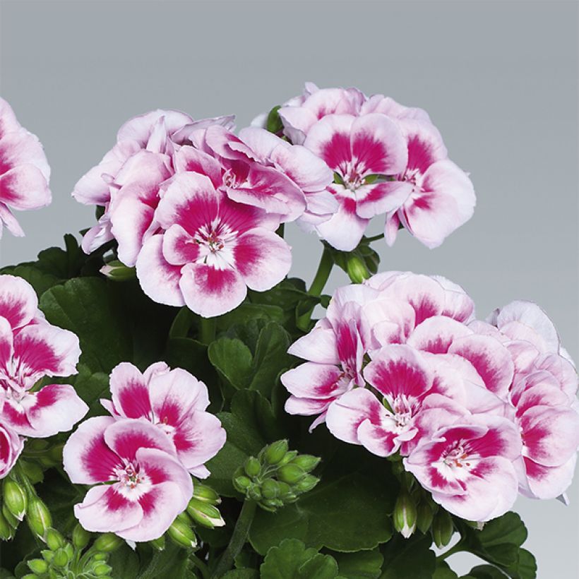 Pelargonium  hortorum Flowerfairy White Splash (Flowering)