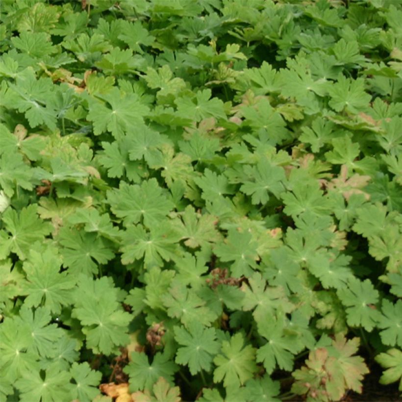 Geranium macrorrhizum Bevans Variety (Foliage)
