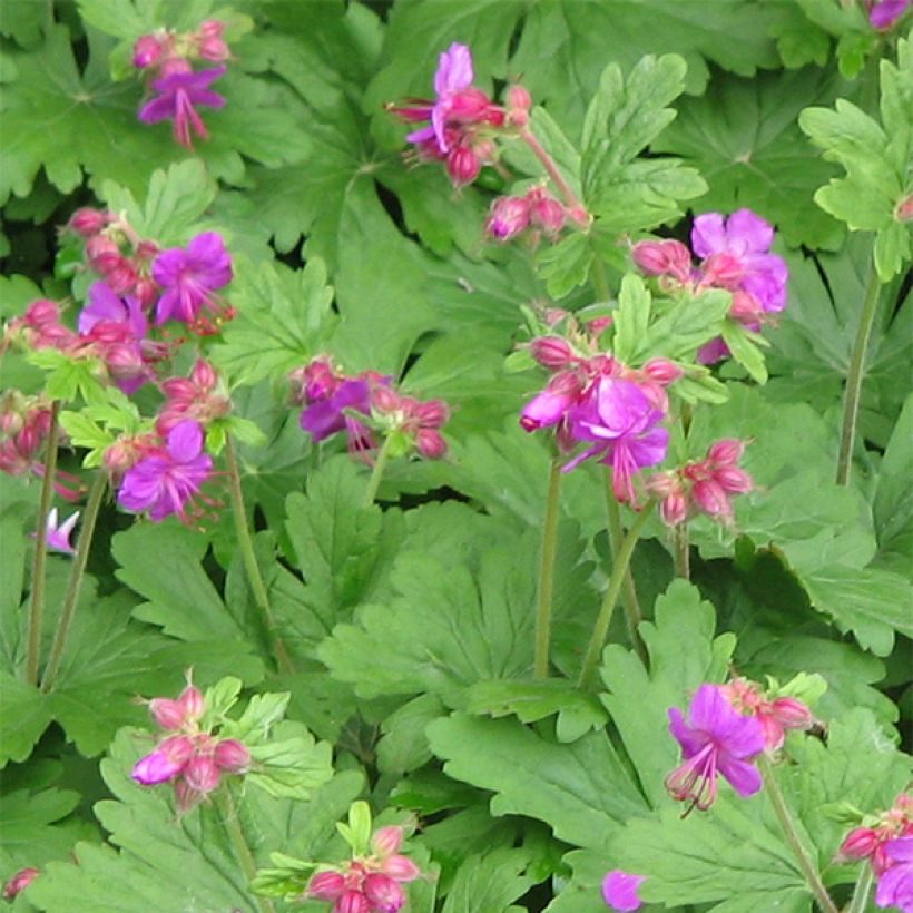 Geranium macrorrhizum Bevans Variety (Flowering)