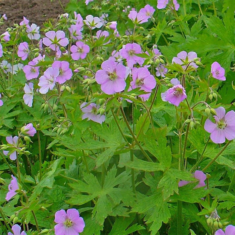 Geranium maculatum (Flowering)