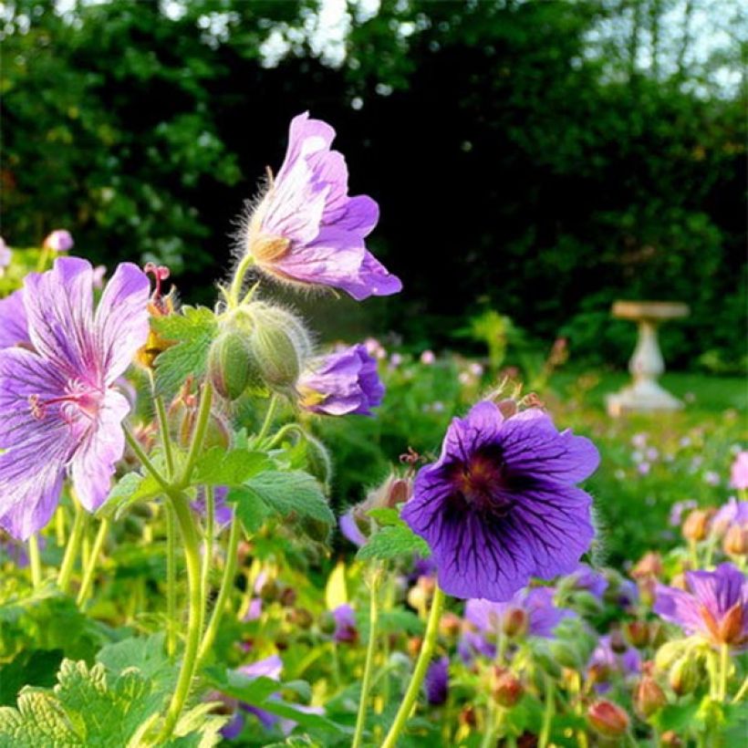 Geranium magnificum Blue Blood (Flowering)