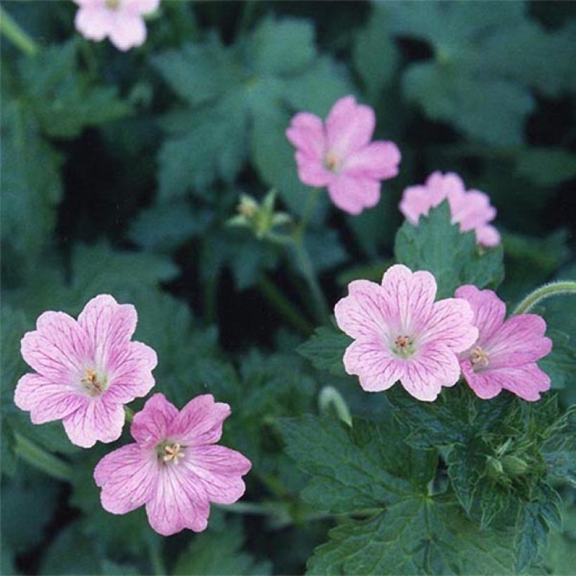 Geranium oxonianum Claridge Druce (Flowering)