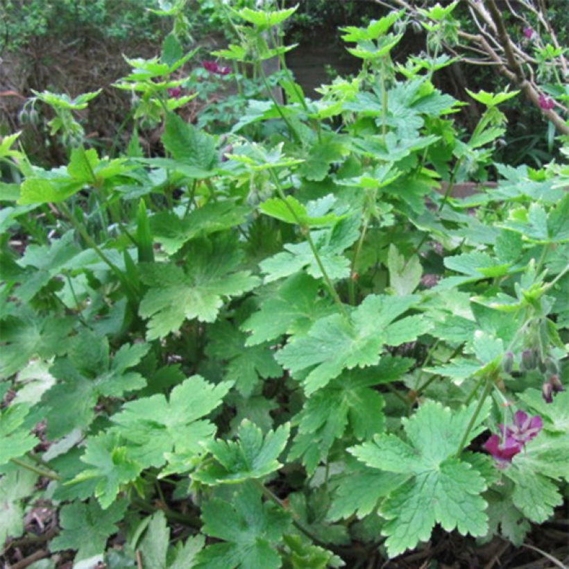 Mourning Widow - Geranium phaeum (Foliage)