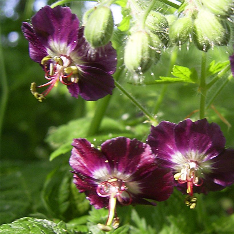 Mourning Widow - Geranium phaeum (Flowering)