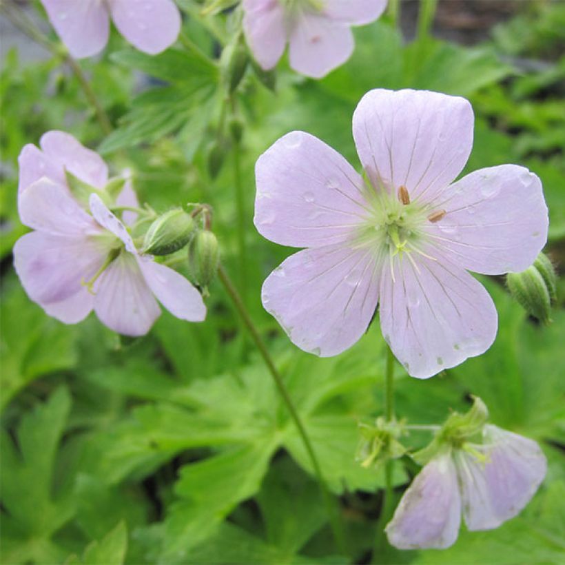 Geranium maculatum Chatto (Flowering)