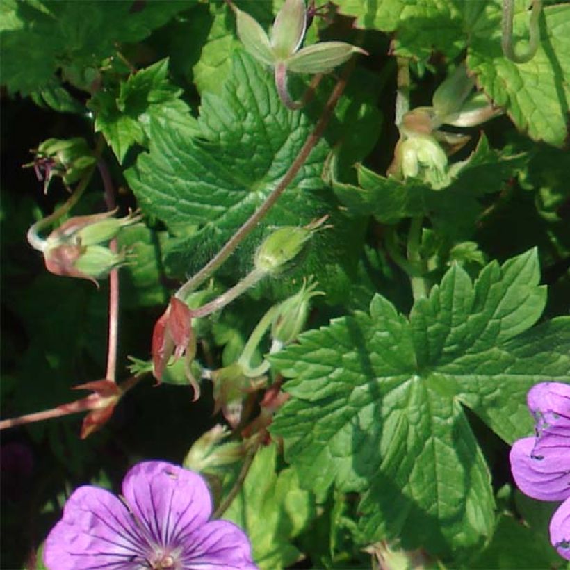 Geranium Pink Penny (Foliage)