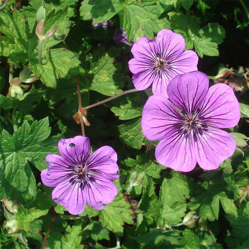 Geranium Pink Penny (Flowering)