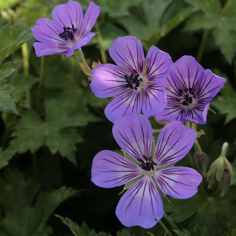 Geranium wallichianum Rise and Shine (Flowering)