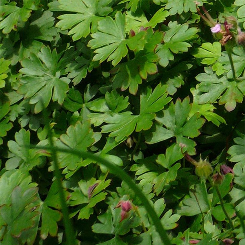 Geranium dalmaticum Bressingham Pink (Foliage)