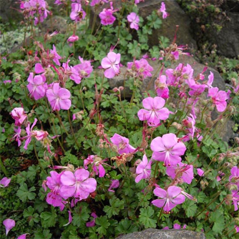 Geranium dalmaticum Bressingham Pink (Flowering)