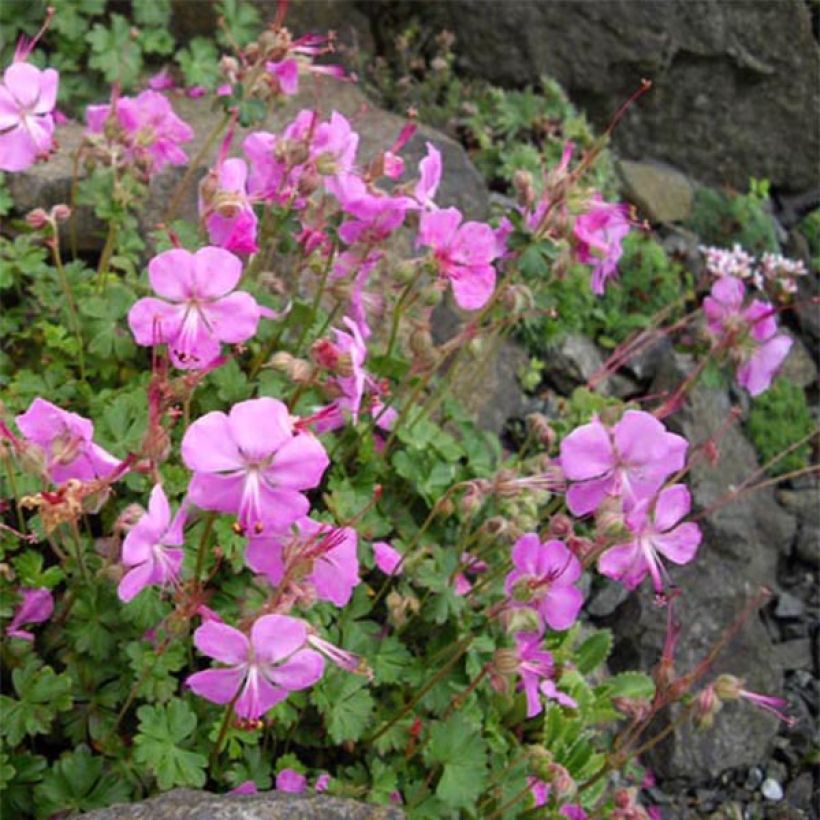 Geranium dalmaticum Bressingham Pink (Plant habit)