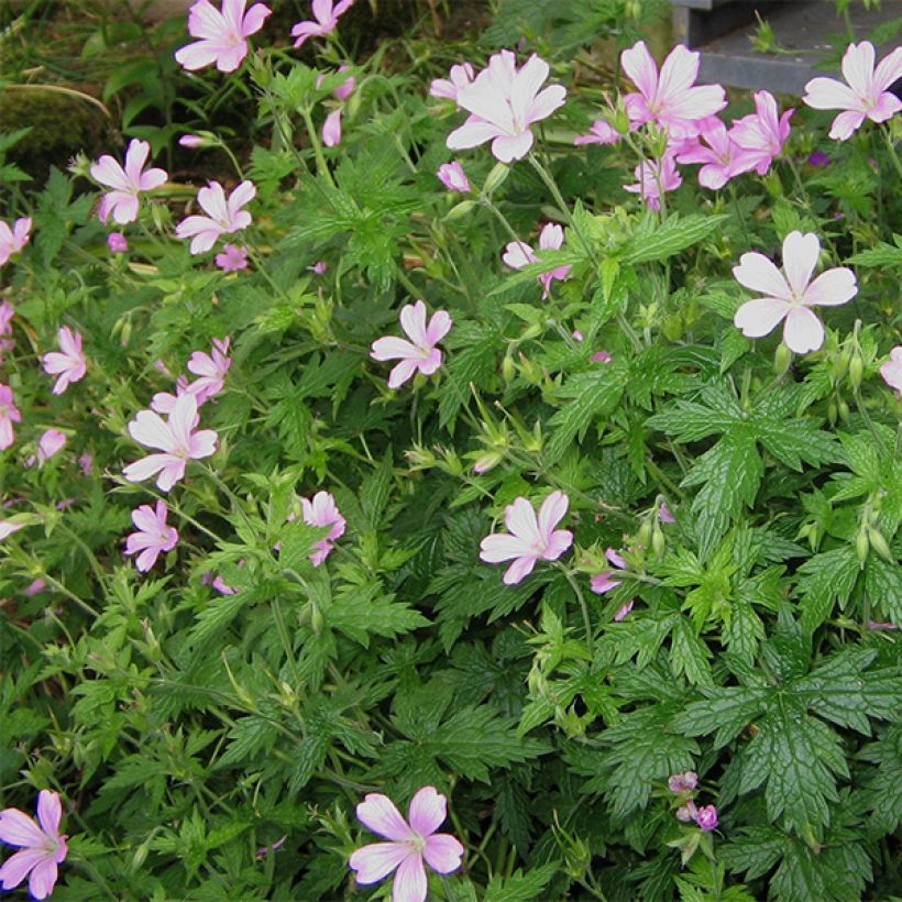 Geranium endressii - Endres cranesbill (Plant habit)