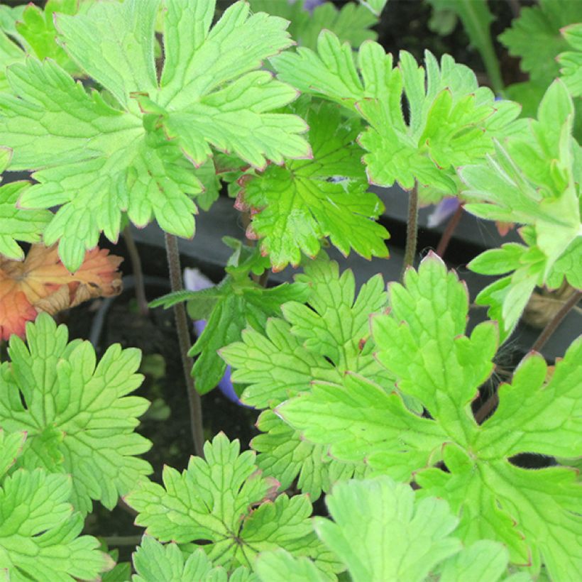 Geranium himalayense - Himalayan Cranesbill (Foliage)