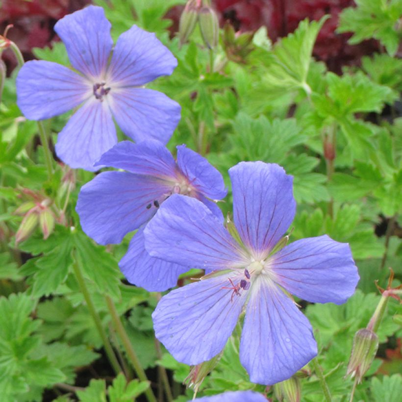 Geranium himalayense - Himalayan Cranesbill (Flowering)