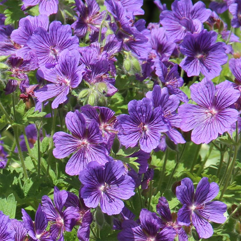 Geranium ibericum subsp. jubatum Vital (Flowering)