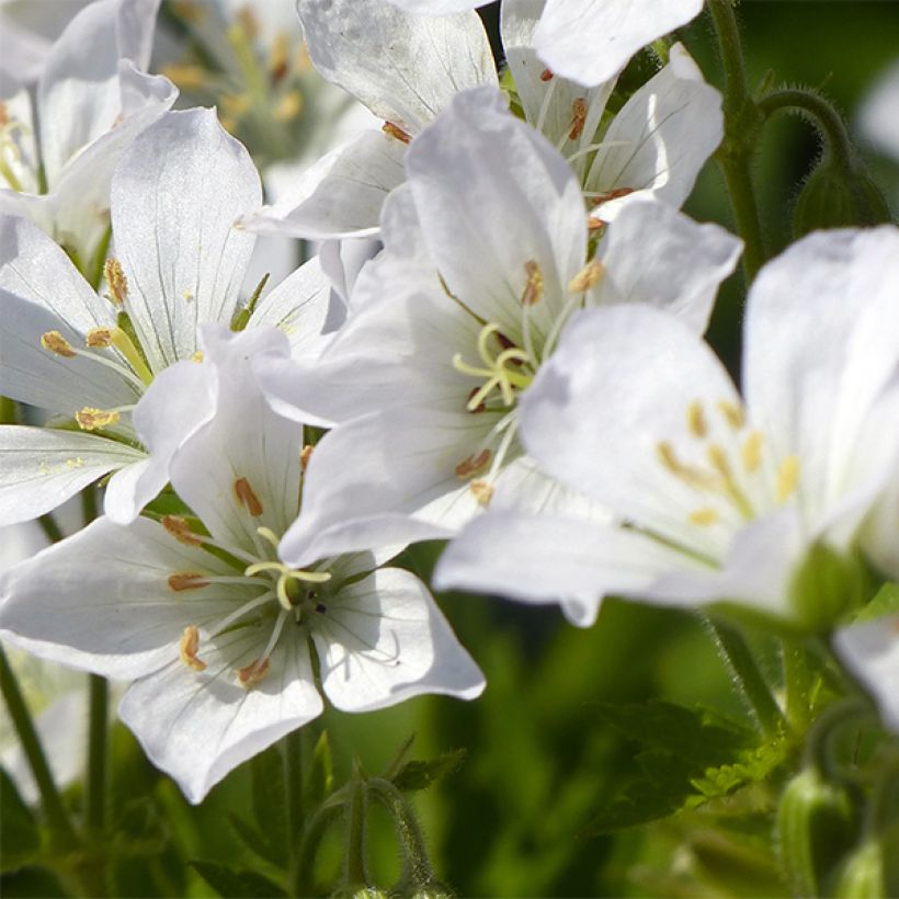 Geranium maculatum var.album (Flowering)