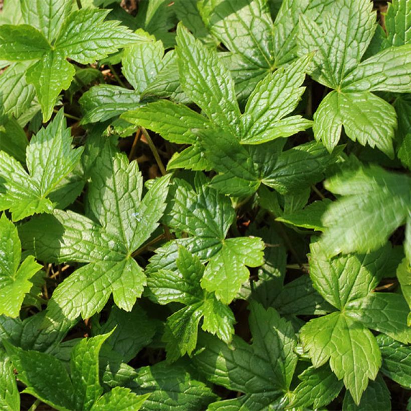 Geranium nodosum Silverwood (Foliage)