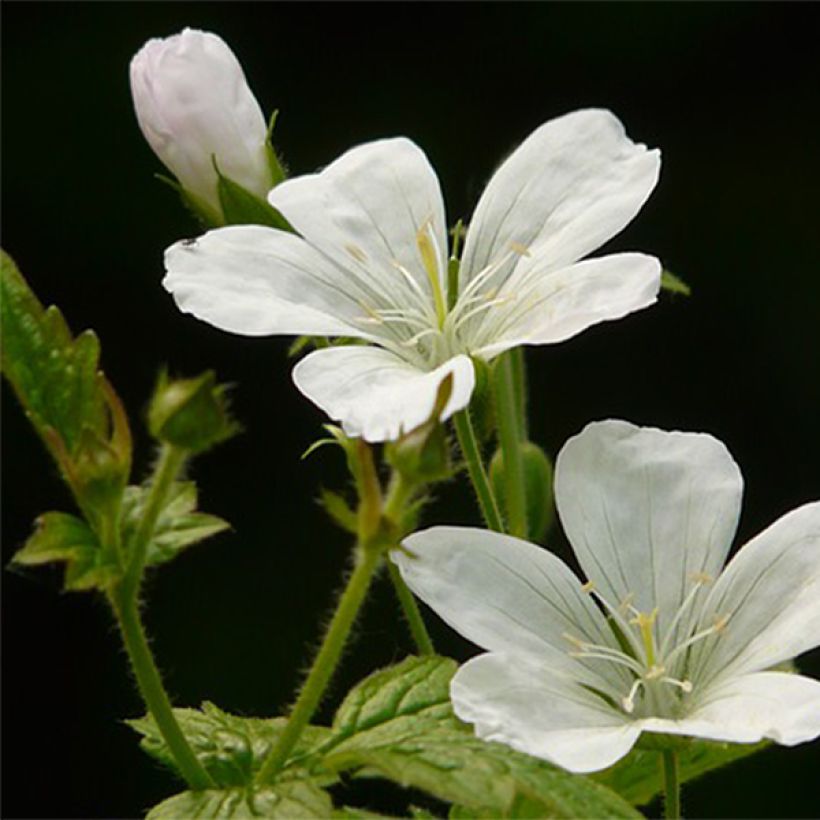 Geranium nodosum Silverwood (Flowering)