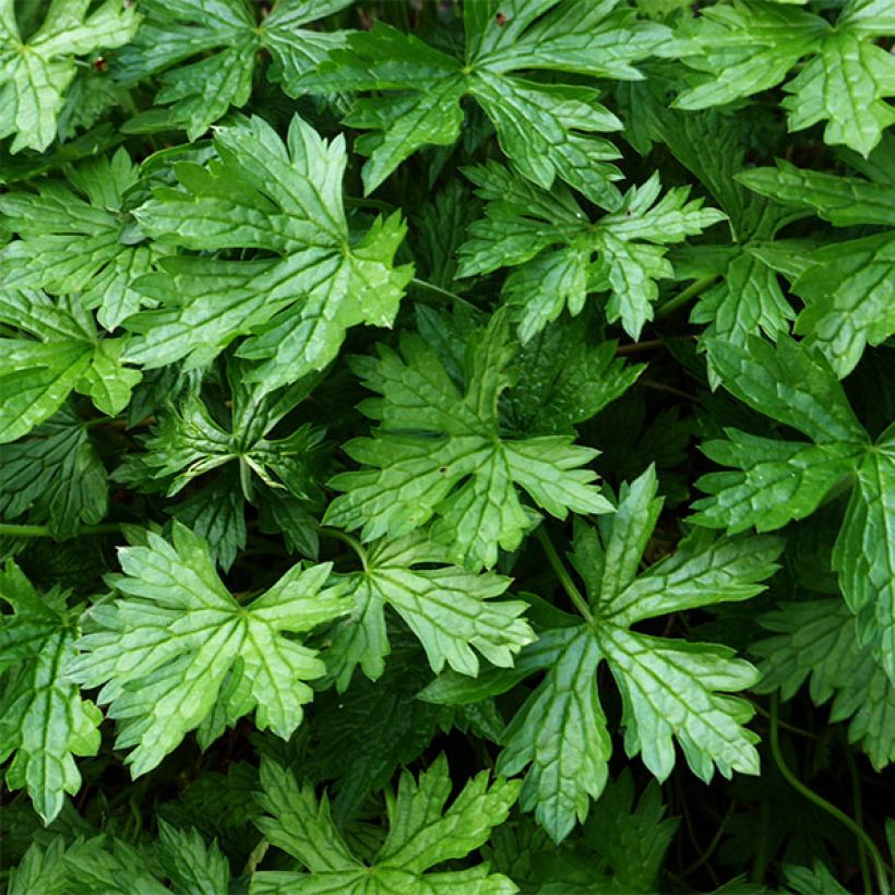 Geranium oxonianum Sherwood (Foliage)